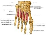 Anatomie: heup,bovenbeen,knie,onderbeen,enkel,voet,acetabulum,collum femoris,trachanter,femur,epicondyl,meniscus,kruisband,cruciate ligament,patella,knieschijf,tibia,fibula,malleolus,talus,calcaneus,tarsus,metatarsus,phalanx,falanx,quadriceps femoris,rectus femoris,sartorius,tensor fasciae latae,tractus iliotibialis,biceps femoris,gastrocnemius,semimembranosus,semitendinosus,soleus,suralis,vena saphena parva,vena saphena magna,sciatic,ischiadicus,peronea